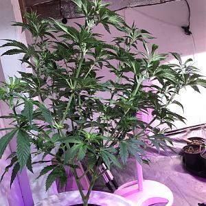 Click image for larger version

Name:	F48FC5D5-4D24-4A01-A095-F8D6212DD314.jpeg
Views:	349
Size:	1.90 MB
ID:	179681