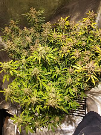 Click image for larger version

Name:	20190216_095113.jpg
Views:	466
Size:	4.66 MB
ID:	292255