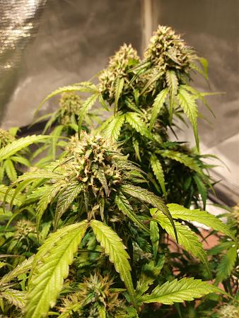 Click image for larger version

Name:	20190216_094644.jpg
Views:	469
Size:	2.16 MB
ID:	292254