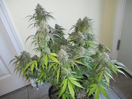 Click image for larger version

Name:	IMG_0129.JPG
Views:	468
Size:	4.07 MB
ID:	297436