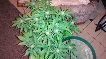 Click image for larger version

Name:	IMG_20180215_094103613.jpg
Views:	190
Size:	906.9 KB
ID:	176027