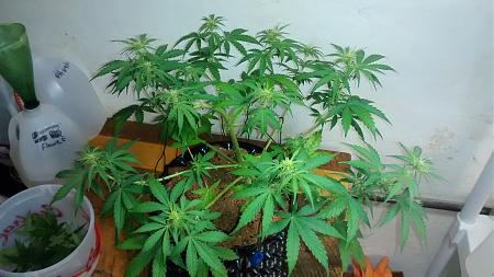 Click image for larger version

Name:	IMG_20180215_130420946.jpg
Views:	188
Size:	771.1 KB
ID:	176029