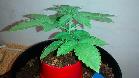 Click image for larger version

Name:	IMG_20180209_155226455.jpg
Views:	246
Size:	574.2 KB
ID:	173744