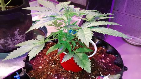 Click image for larger version

Name:	IMG_20180128_122158743.jpg
Views:	225
Size:	845.6 KB
ID:	169811