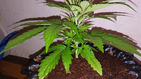 Click image for larger version

Name:	20180213_172742.jpg
Views:	240
Size:	2.21 MB
ID:	175238