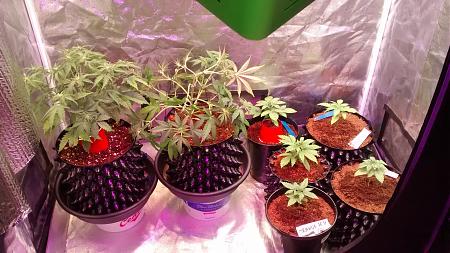 Click image for larger version

Name:	IMG_20180209_155431846.jpg
Views:	222
Size:	1.01 MB
ID:	173747