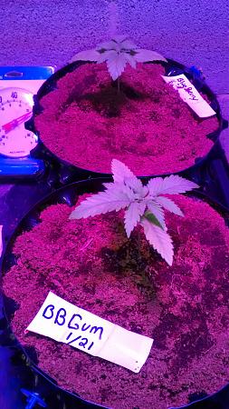 Click image for larger version

Name:	IMG_20180205_060325824.jpg
Views:	233
Size:	1.04 MB
ID:	171887