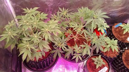 Click image for larger version

Name:	IMG_20180210_054536029.jpg
Views:	220
Size:	1.05 MB
ID:	173748