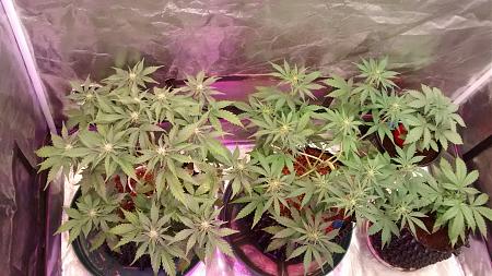 Click image for larger version

Name:	IMG_20180214_100215987.jpg
Views:	175
Size:	1,009.0 KB
ID:	176030