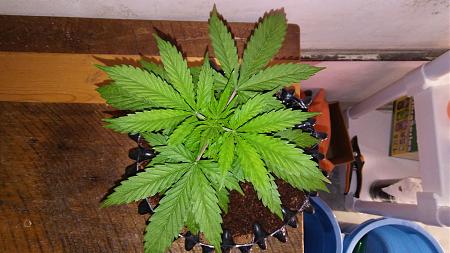 Click image for larger version

Name:	20180213_172751.jpg
Views:	221
Size:	1.94 MB
ID:	175237