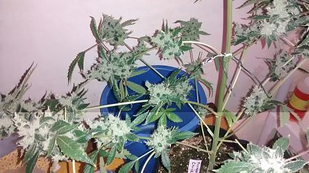 Click image for larger version

Name:	IMG_20180210_054909000.jpg
Views:	204
Size:	859.5 KB
ID:	173752