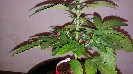 Click image for larger version

Name:	20180213_172626.jpg
Views:	182
Size:	2.18 MB
ID:	175235