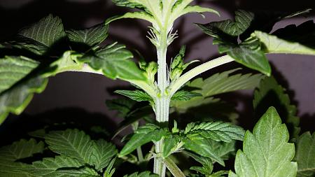 Click image for larger version

Name:	20180213_172640.jpg
Views:	191
Size:	1.97 MB
ID:	175236