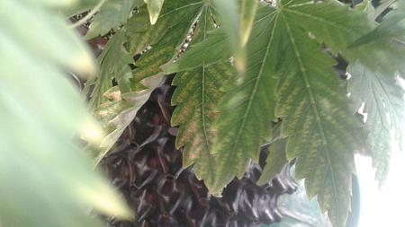 Click image for larger version

Name:	20180605_095921.jpg
Views:	242
Size:	475.7 KB
ID:	210821