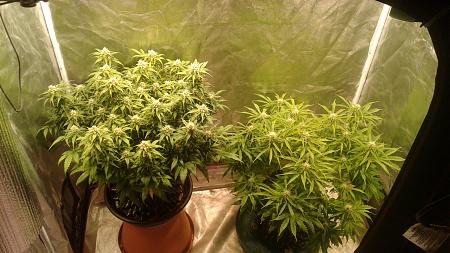 Click image for larger version

Name:	20180617_074708.jpg
Views:	268
Size:	833.8 KB
ID:	215682