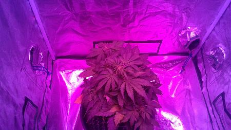 Click image for larger version

Name:	20180528_111113.jpg
Views:	240
Size:	736.7 KB
ID:	208439