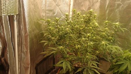 Click image for larger version

Name:	20180529_070040.jpg
Views:	244
Size:	972.4 KB
ID:	208703