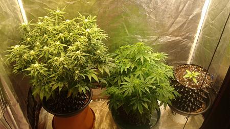 Click image for larger version

Name:	20180605_055752.jpg
Views:	231
Size:	907.5 KB
ID:	210816