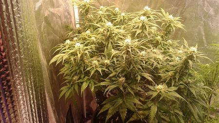 Click image for larger version

Name:	20180608_074422.jpg
Views:	229
Size:	944.5 KB
ID:	212209