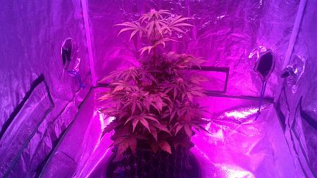 Click image for larger version

Name:	20180608_074520.jpg
Views:	219
Size:	803.1 KB
ID:	212211