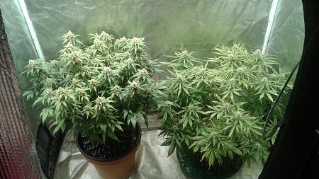 Click image for larger version

Name:	20180622_053016.jpg
Views:	224
Size:	786.9 KB
ID:	217803