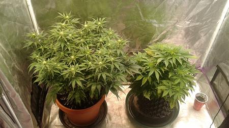 Click image for larger version

Name:	20180528_111011.jpg
Views:	253
Size:	820.5 KB
ID:	208434