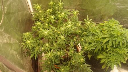 Click image for larger version

Name:	20180529_070031.jpg
Views:	243
Size:	885.2 KB
ID:	208704