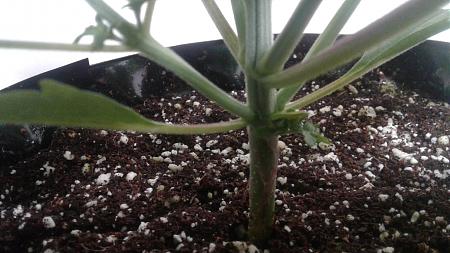 Click image for larger version

Name:	20180613_172317.jpg
Views:	216
Size:	604.9 KB
ID:	214403