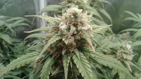 Click image for larger version

Name:	20180622_053108.jpg
Views:	239
Size:	615.4 KB
ID:	217801