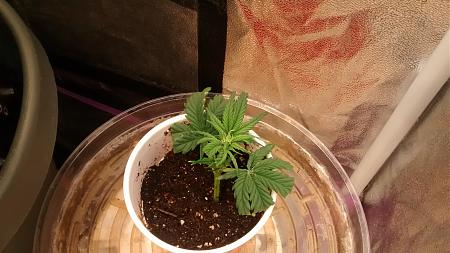 Click image for larger version

Name:	IMG_20180522_082238894.jpg
Views:	273
Size:	857.5 KB
ID:	206479