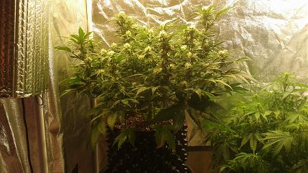 Click image for larger version

Name:	20180605_055807.jpg
Views:	274
Size:	974.8 KB
ID:	210817