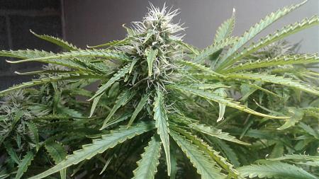 Click image for larger version

Name:	20180621_165139.jpg
Views:	246
Size:	656.2 KB
ID:	217798