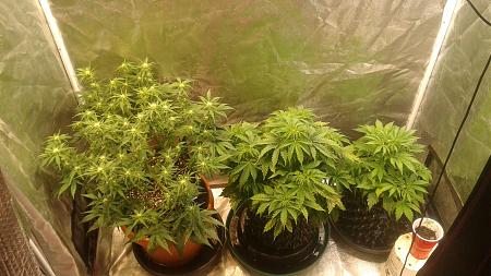 Click image for larger version

Name:	20180529_070019.jpg
Views:	231
Size:	810.5 KB
ID:	208702