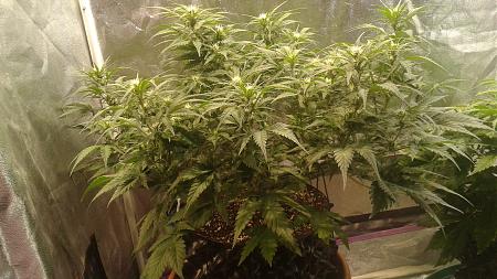 Click image for larger version

Name:	20180528_111017.jpg
Views:	228
Size:	920.6 KB
ID:	208435