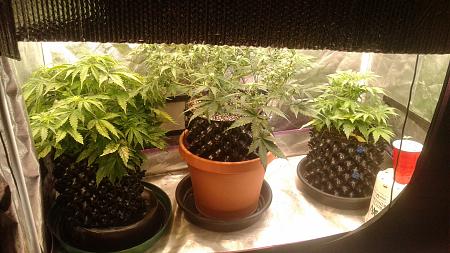 Click image for larger version

Name:	20180529_081752.jpg
Views:	241
Size:	795.7 KB
ID:	208705