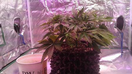 Click image for larger version

Name:	20180622_052935.jpg
Views:	235
Size:	938.8 KB
ID:	217799