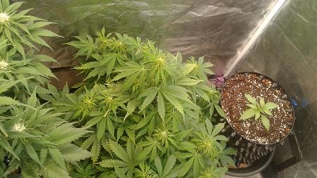 Click image for larger version

Name:	20180605_095944.jpg
Views:	235
Size:	836.5 KB
ID:	210822