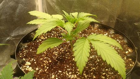 Click image for larger version

Name:	20180608_074443.jpg
Views:	237
Size:	1,020.5 KB
ID:	212210