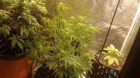 Click image for larger version

Name:	20180608_074429.jpg
Views:	267
Size:	950.2 KB
ID:	212208