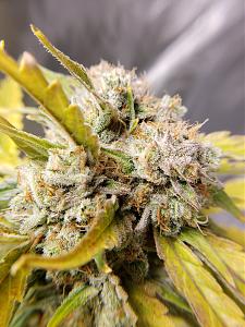 Click image for larger version

Name:	20200214_073240.jpg
Views:	210
Size:	3.38 MB
ID:	375659