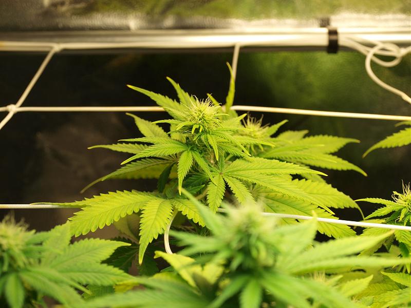 Click image for larger version

Name:	22.12.18 #3.JPG
Views:	219
Size:	1.35 MB
ID:	278160