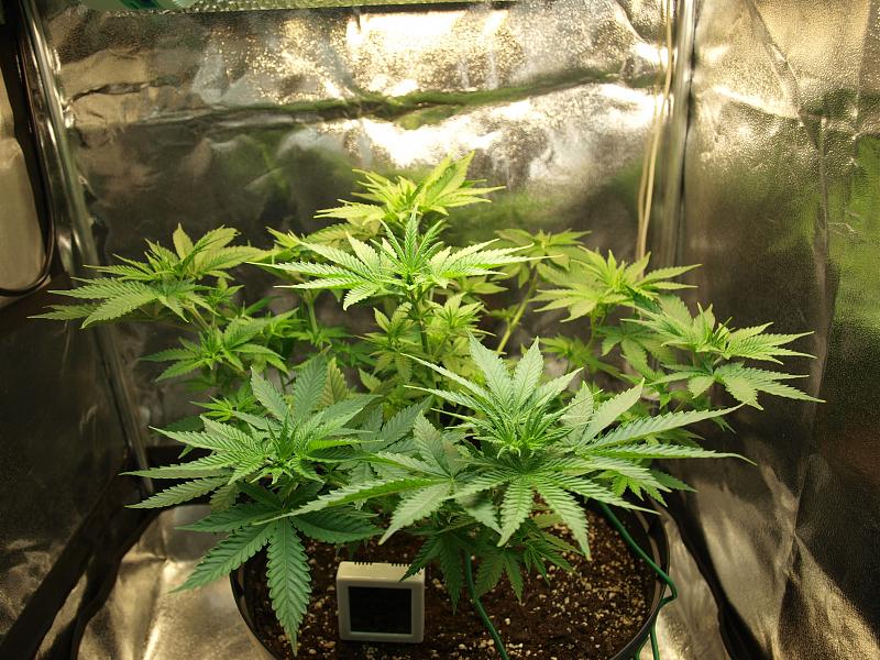 Click image for larger version

Name:	26.11.18 #1.JPG
Views:	250
Size:	2.00 MB
ID:	270669