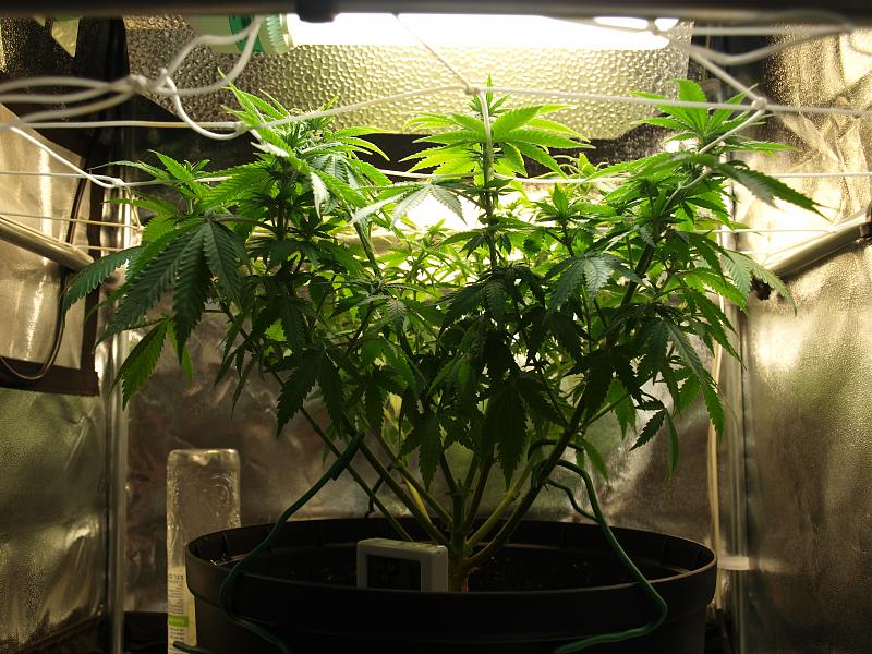 Click image for larger version

Name:	14.12.18 #4.JPG
Views:	218
Size:	1.88 MB
ID:	278145