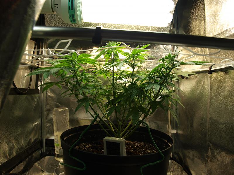 Click image for larger version

Name:	07.12.18 #3.JPG
Views:	235
Size:	1.82 MB
ID:	273483