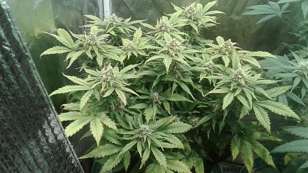 Click image for larger version

Name:	20181013_121534.jpg
Views:	260
Size:	808.9 KB
ID:	257937