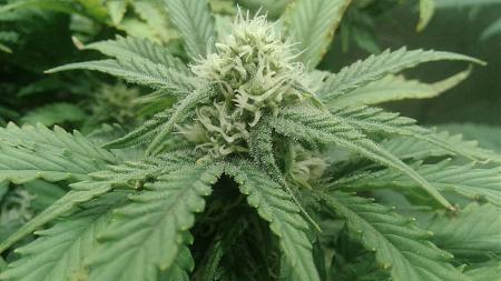 Click image for larger version

Name:	20181008_065420.jpg
Views:	277
Size:	599.6 KB
ID:	256278