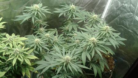 Click image for larger version

Name:	20181013_121558.jpg
Views:	259
Size:	828.7 KB
ID:	257939