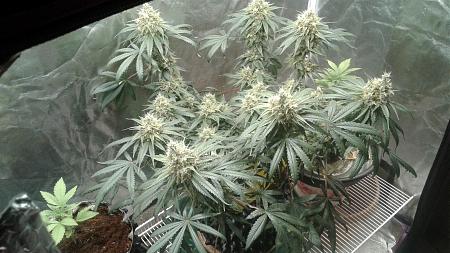 Click image for larger version

Name:	20181103_185720.jpg
Views:	237
Size:	821.4 KB
ID:	264319