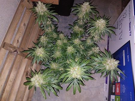 Click image for larger version

Name:	20181109_065429.jpg
Views:	224
Size:	2.97 MB
ID:	266213