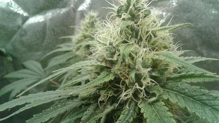 Click image for larger version

Name:	20181028_074759.jpg
Views:	241
Size:	713.0 KB
ID:	261801